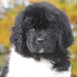 Angie OFA - White and black female Newfoundland puppy in Dalton, Ohio from Newfforu