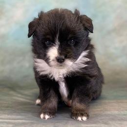 Miniature Australian Shepherd and Toy Australian Shepherd Puppies from Dugger Mountain Aussies