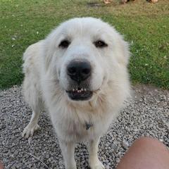 Grace - Great Pyrenees