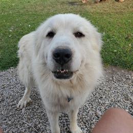 Grace - Great Pyrenees