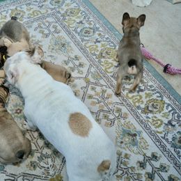 French Bulldog Puppies from Camp Fine Frenchies