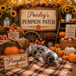 Pumpkin - Merle female Bernedoodle puppy in Julian, Pennsylvania from Happy Valley Doodles