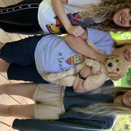 Goldendoodle Puppies from Dood Ranch Doodles