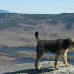 Airedale Terriers and Welsh Terriers from Walnut Ridge Terriers