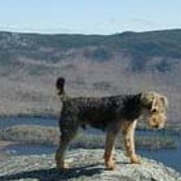 Airedale Terriers and Welsh Terriers from Walnut Ridge Terriers