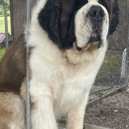 Trump - Saint Bernard