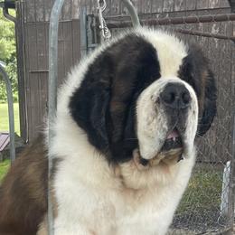 Trump - Saint Bernard