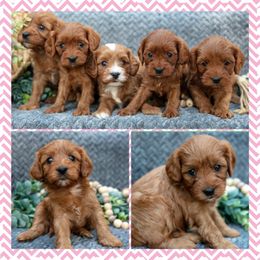 Bella - Red female Cavapoo puppy in Cedar City, Nevada from Puppy Maker
