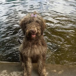 Daisy - Sable female Goldendoodle puppy in Arlington, Texas from Chambers Doodle Patch