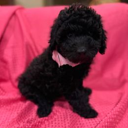 Margo Girl 2 - Black female Labradoodle puppy in Churchill County Fallon, Nevada from Card Family Ranch