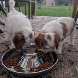 Cavapoo Puppies from Crystal Coast Cavapoodles