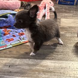 Baby P - Blue and white female Chihuahua puppy in Summerfield, Florida from Uey’s Chihuahuas