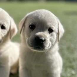 Labrador Retrievers from Labradors of the Valley