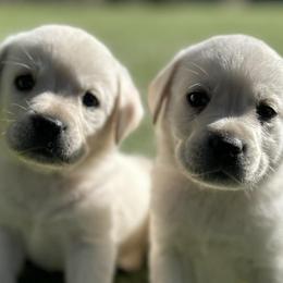 Labrador Retrievers from Labradors of the Valley