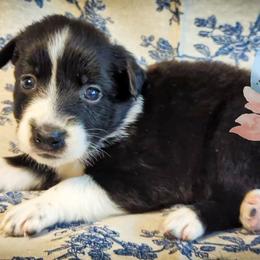 Pandora - Black & white female Australian Shepherd puppy in Honeoye Falls, New York from Soaring SKKY Australian shepherds