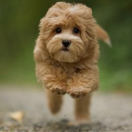 Ruby - Apricot female Maltipoo puppy in Deming, Washington from Heavenly Puppies to Love