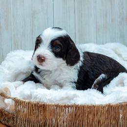 Bernedoodle and Cavapoo Puppies from Positively Doodles