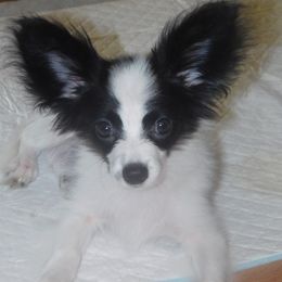 My Guy - White and black male Papillon puppy in Palm Desert, California from Desert Heaven's Papillons