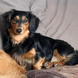 Fritz - Dachshund
