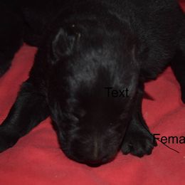 German Shepherd Puppies from Kraften K9