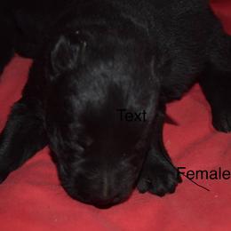 German Shepherd Puppies from Kraften K9