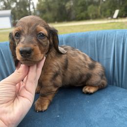 Cena - Red male Dachshund puppy in Tampa, Florida from EntityDachs