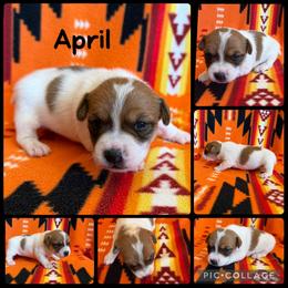 April - White and tan female Russell Terrier puppy in Zim, Minnesota from ZimBogWay Acres