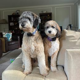 Aussiedoodle, Bernedoodle, and Poodle All Grown Up from Awesome Paws