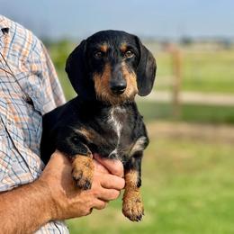Lace - Black and tan female Dachshund puppy in Denton County, Texas from T/K Jack Russell Terriers & Dryline Dachshunds