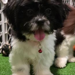 Boy Two - Black and white male Shih Tzu puppy in New Bern, North Carolina from Kuddly Creatures