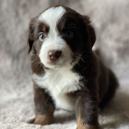 Ruby - Red tri female Miniature Australian Shepherd puppy in Wesley Chapel, Florida from August Oaks Aussies