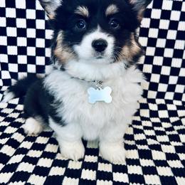 American Corgi and Pembroke Welsh Corgi Puppies from Witch Creek Corgis