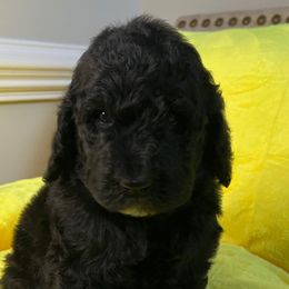 Nutmeg - Poodle puppy from Sharp’s Standard Poodles