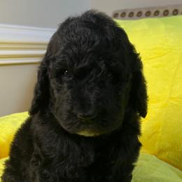 Nutmeg - Poodle puppy from Sharp’s Standard Poodles