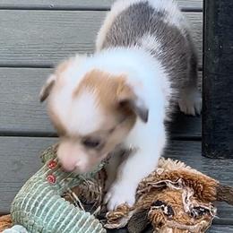 Boy 1 - Blue male Pembroke Welsh Corgi puppy in Moundville, Alabama from Cartee Corgis - Debi Cartee Mills