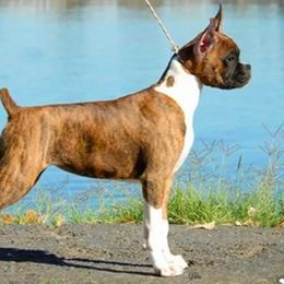 Boxers and French Bulldogs from Dornlea