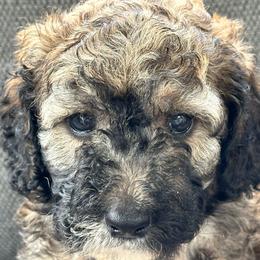Baby Ruth white collar - Phantom male Poodle puppy in Lakeland, Florida from Gulfside Poodles