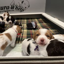 Brittany Puppies from Caliah Brittanys