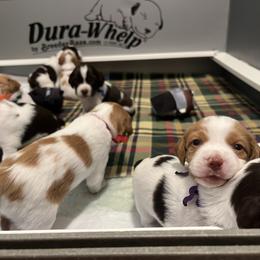 Brittany Puppies from Caliah Brittanys