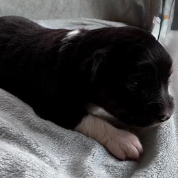 Espresso - Black tri female Miniature Australian Shepherd puppy in Mount Carmel, Tennessee from Hill Top Mini Aussies