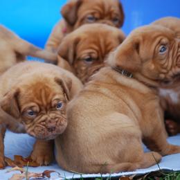 Dogue de Bordeaux Puppies from The Butcher’s Dog/ Le Chien du Boucher