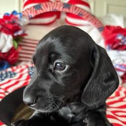 Thor - Black male Dachshund puppy in Homedale, Idaho from Jeff & Joette