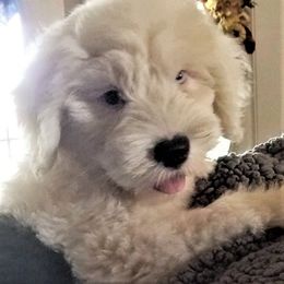 Old English Sheepdog Puppies from Wild-n-Woolly Old English Sheepdogs