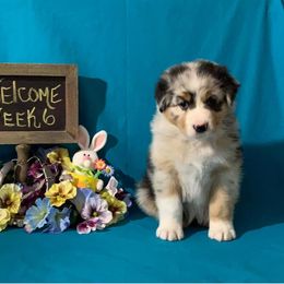 Australian Shepherd Puppies from Integrity Australian Shepherds