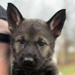 Yellow female - Sable female German Shepherd puppy in Buffalo, West Virginia from Z Tykev Vino LLC