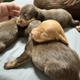 Dachshund Puppies from Johnson’s Weiner Farm