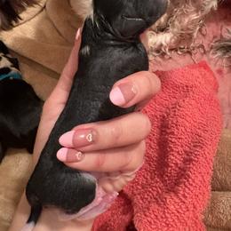 Mi Amor - Black and white male Chinese Crested puppy in Fort Myers Beach, Florida from Posh Poodles & Chinese Cresteds