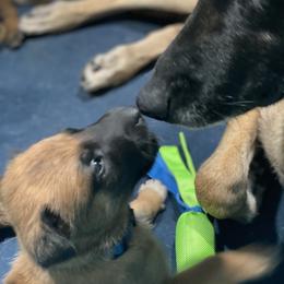 Belgian Malinois and German Shepherd Puppies from Madhouse’s Belgian Malinois and German Shepherds