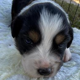 Girl 5 - Black tri female Miniature Australian Shepherd puppy in Potosi, Missouri from Red Hawk Ranch