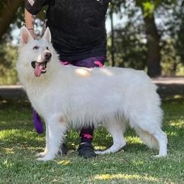 Blizzard - German Shepherd